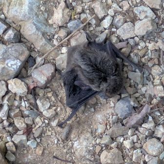 コウモリさん🦇