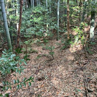 山頂までの道はよくわかりません。藪をかき分けます。