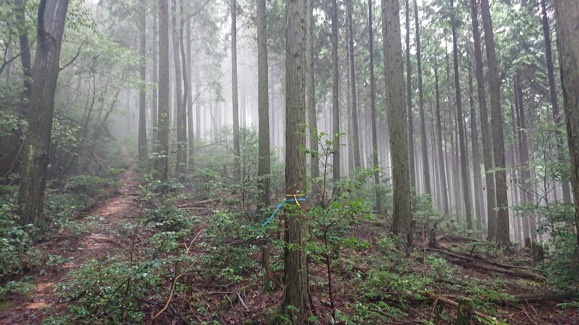 こんな森の中歩きます。