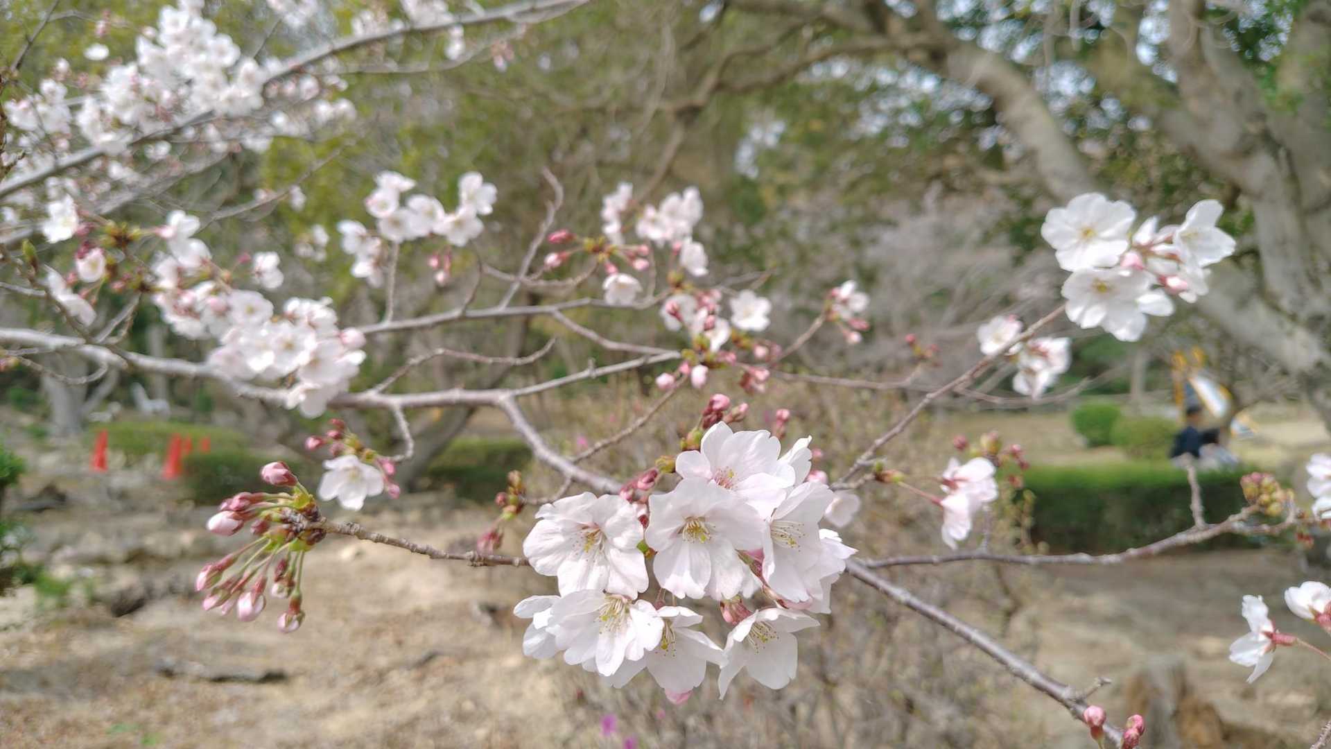 2026お花見】『須磨浦公園』桜🌸の開花に合わせて近場へお花見