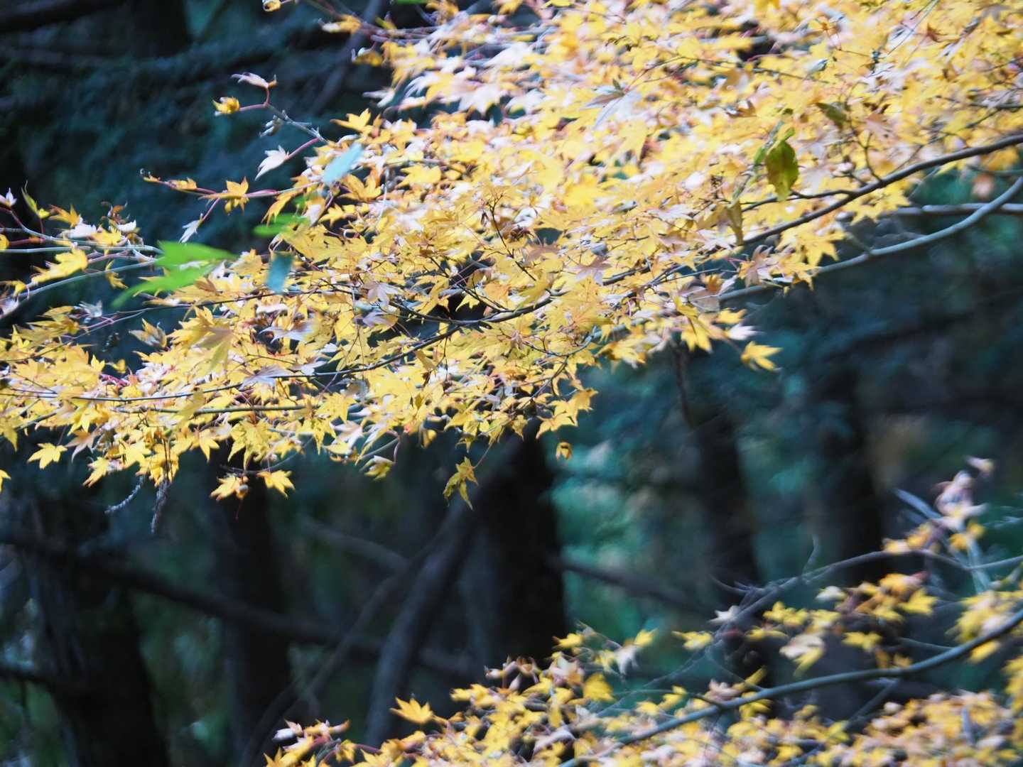 📷✨