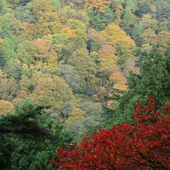 1日目
歩き始めから紅葉全開。
日が当たり始める時間から登ればもっとキレイだったかな。