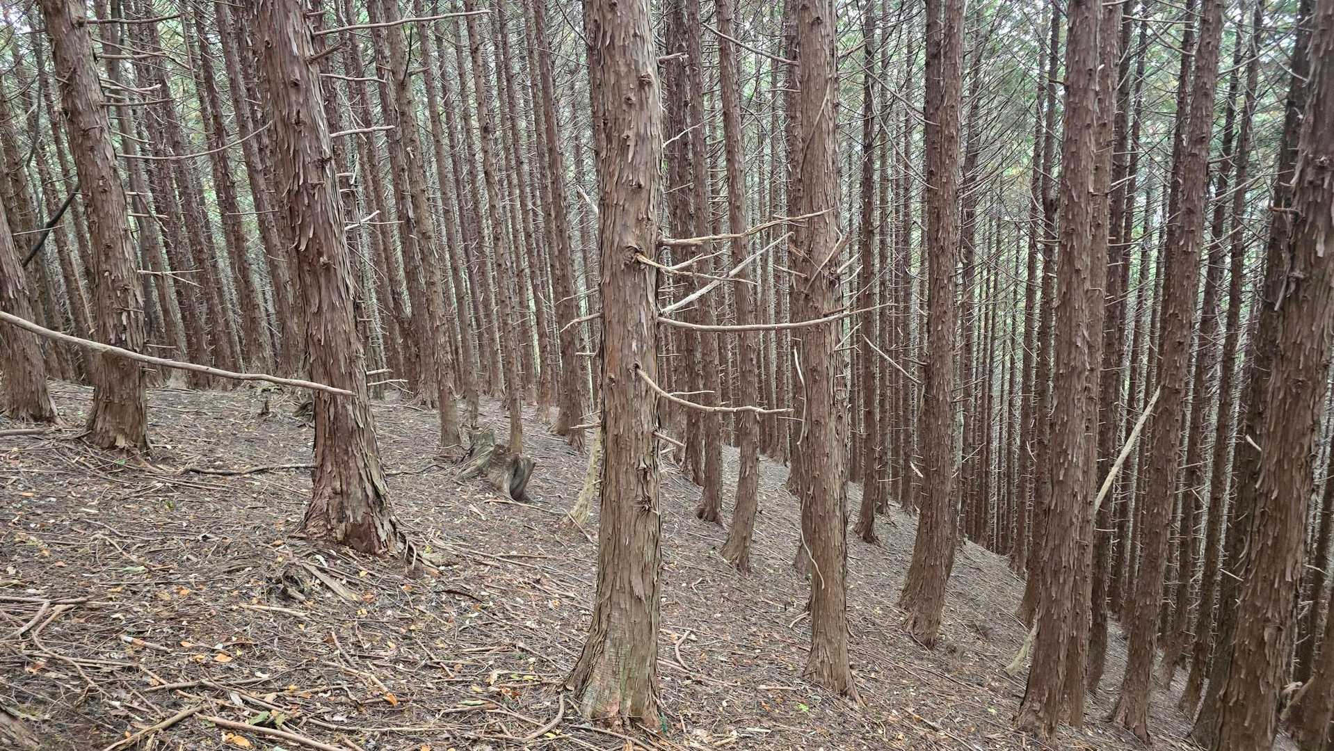 母袋烏帽子岳 往復コースの写真