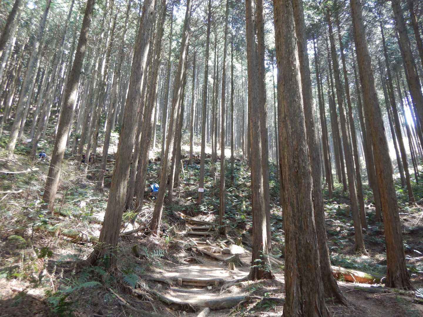 大龍寺-祐泉寺-岩屋峠-岩屋-二上山登山口-竹内山-第二十 縦走コースの写真