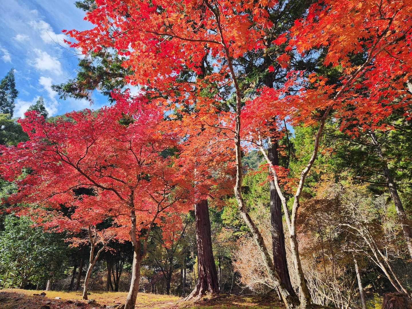 愛知県民の森駐車場-上臈岩 周回コースの写真