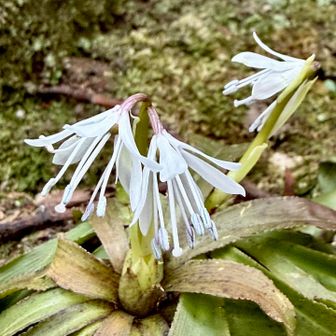 ツクシショウジョウバカマ。