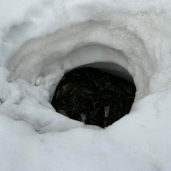 誰かいますか〜〜🐻👀
ずいぶんと深いですが横の広がりはなく空洞になっていないようでした