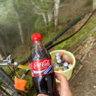 コーラ　助かります