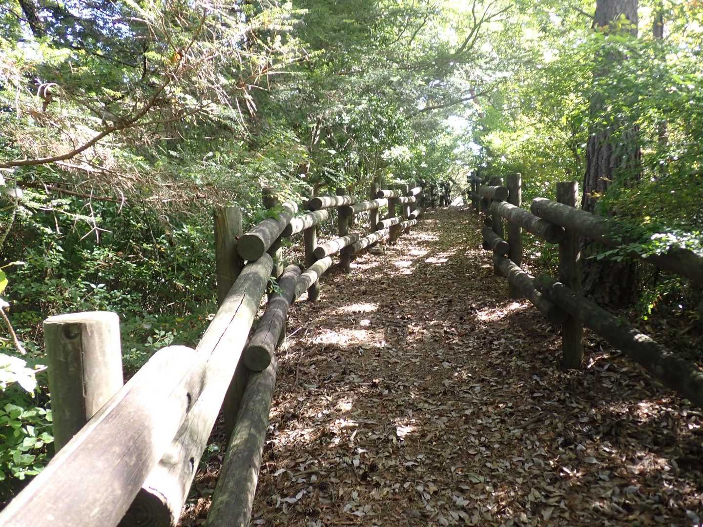木漏れ日の道