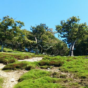 桧塚奥峰へは日本庭園のような山頂直下です。