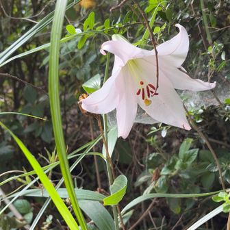 途中ゆりの花
