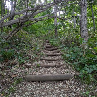 序盤の道は散った花びらが敷き詰められていてなんかいい感じ