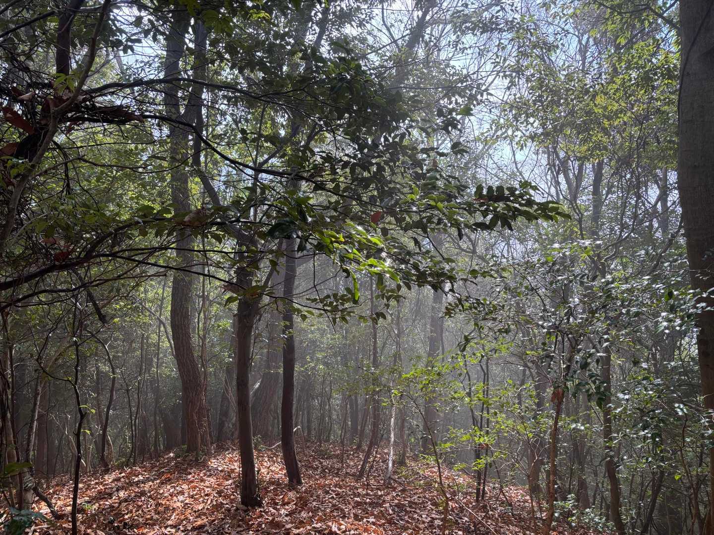 わかりにくいですがいきなり晴れてモヤと光で幻想的な世界に感じました🌳☀️🌬️
後、登山者ここあまり通らないみたいで誰とも会いませんでした😌また滑る滑るで那岐山の悪夢を思い出しました🦵