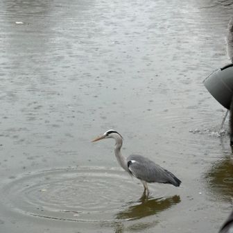 アオサギーー😍
欲出して近付いたら飛んでった😓