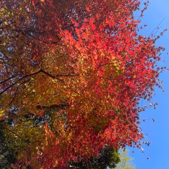 紅葉グラデーション。