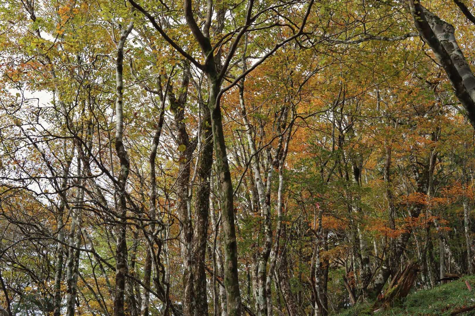 さて紅葉🍁の具合は？　色づき始めですな。