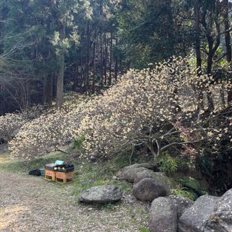 着きました！ミツマタ桃源郷
