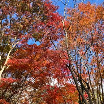 紅葉が続きます
間に合ってよかったぁ