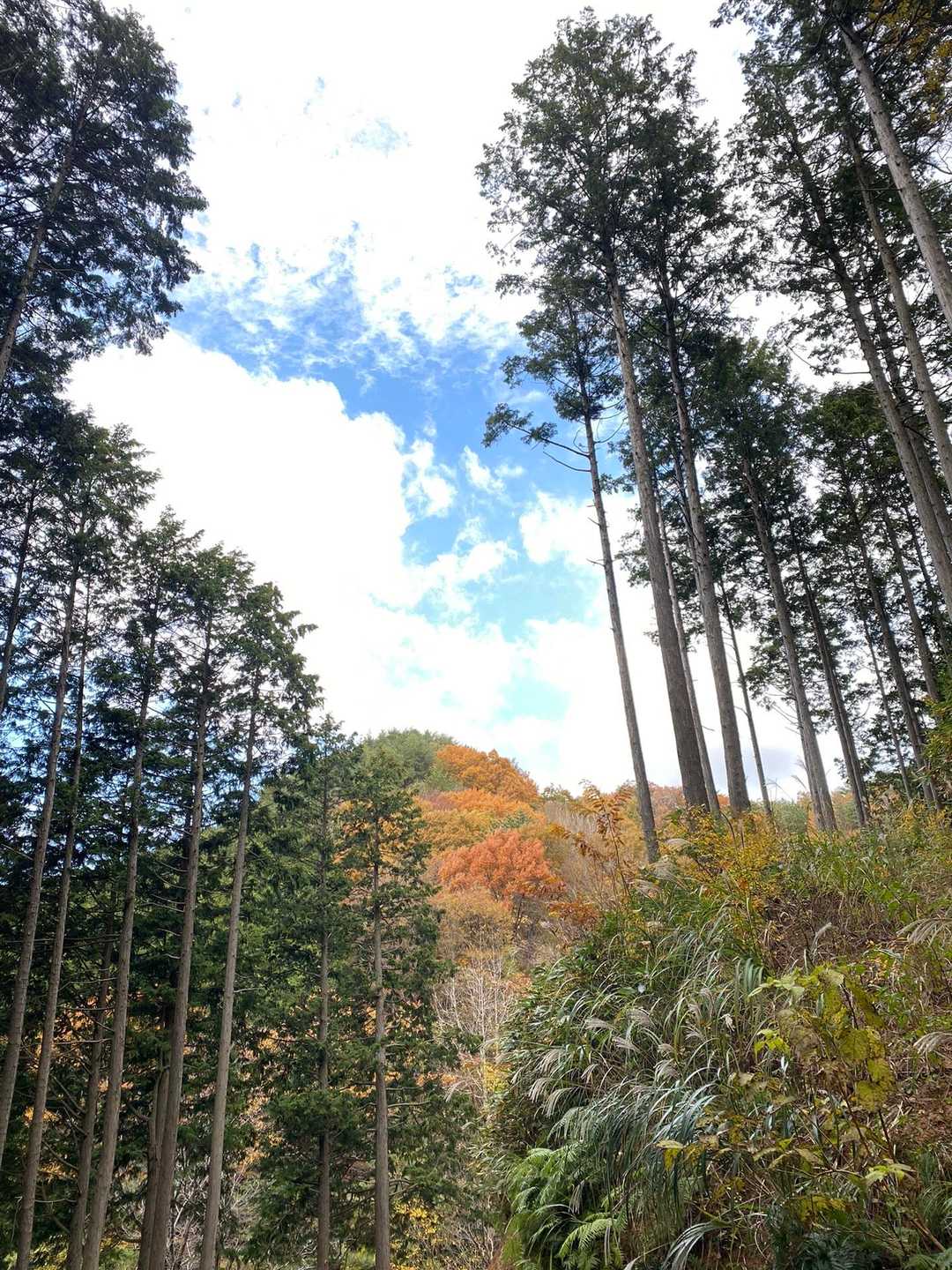 紅葉🍁