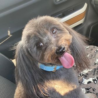 🦡アナグマのプーさん