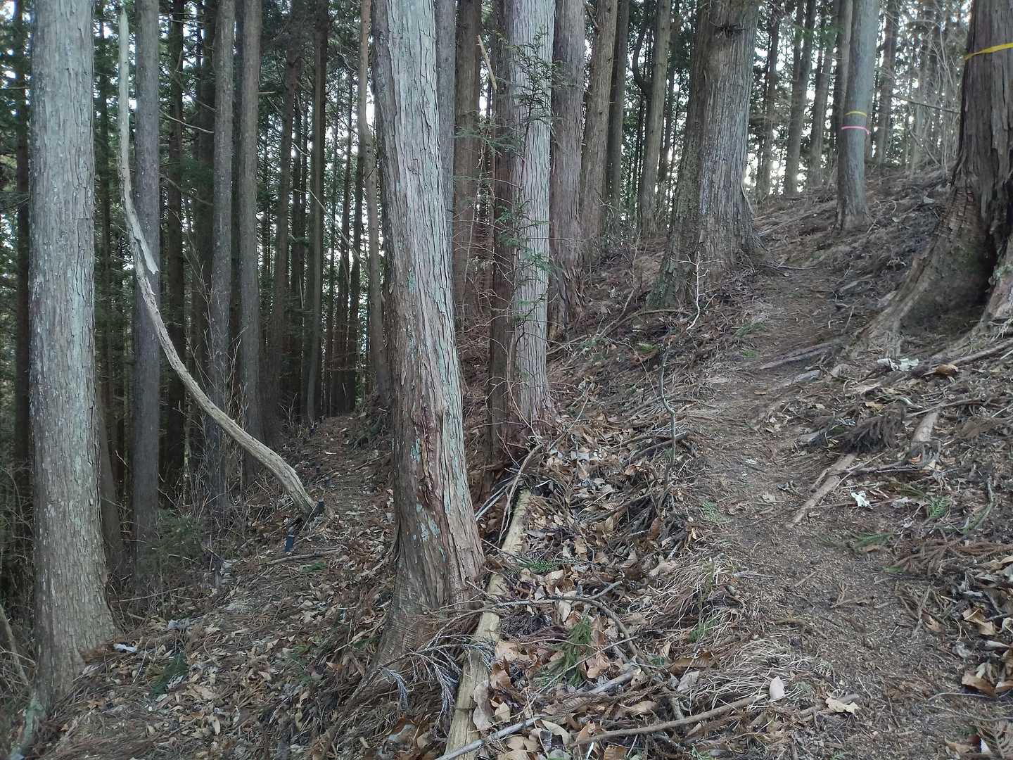 登山道分岐点。右がもと来た道、左が下大久保に繋がる道