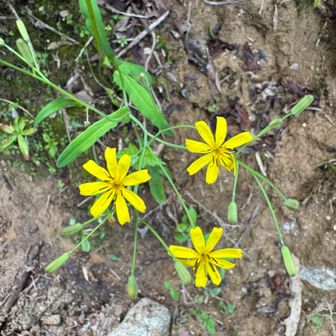 ハナニガナ

ニガナ　　　　　　　　　ハナニガナ
・花びらが5〜７枚　　　・花びらが8〜12枚