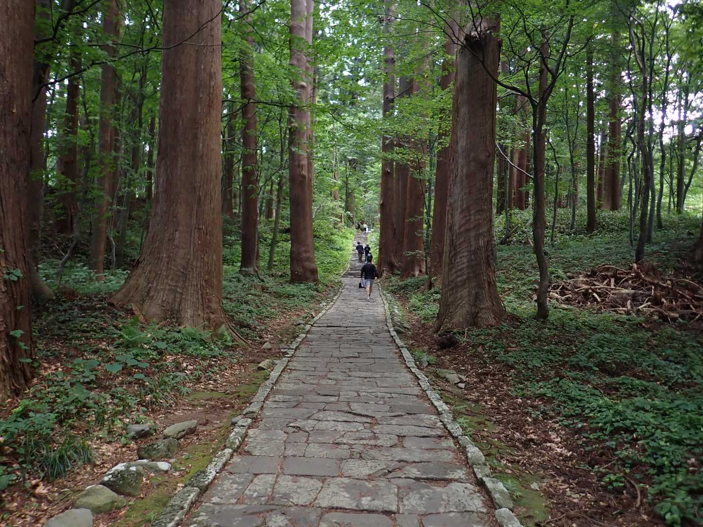 このスギに囲まれている雰囲気が好きです。