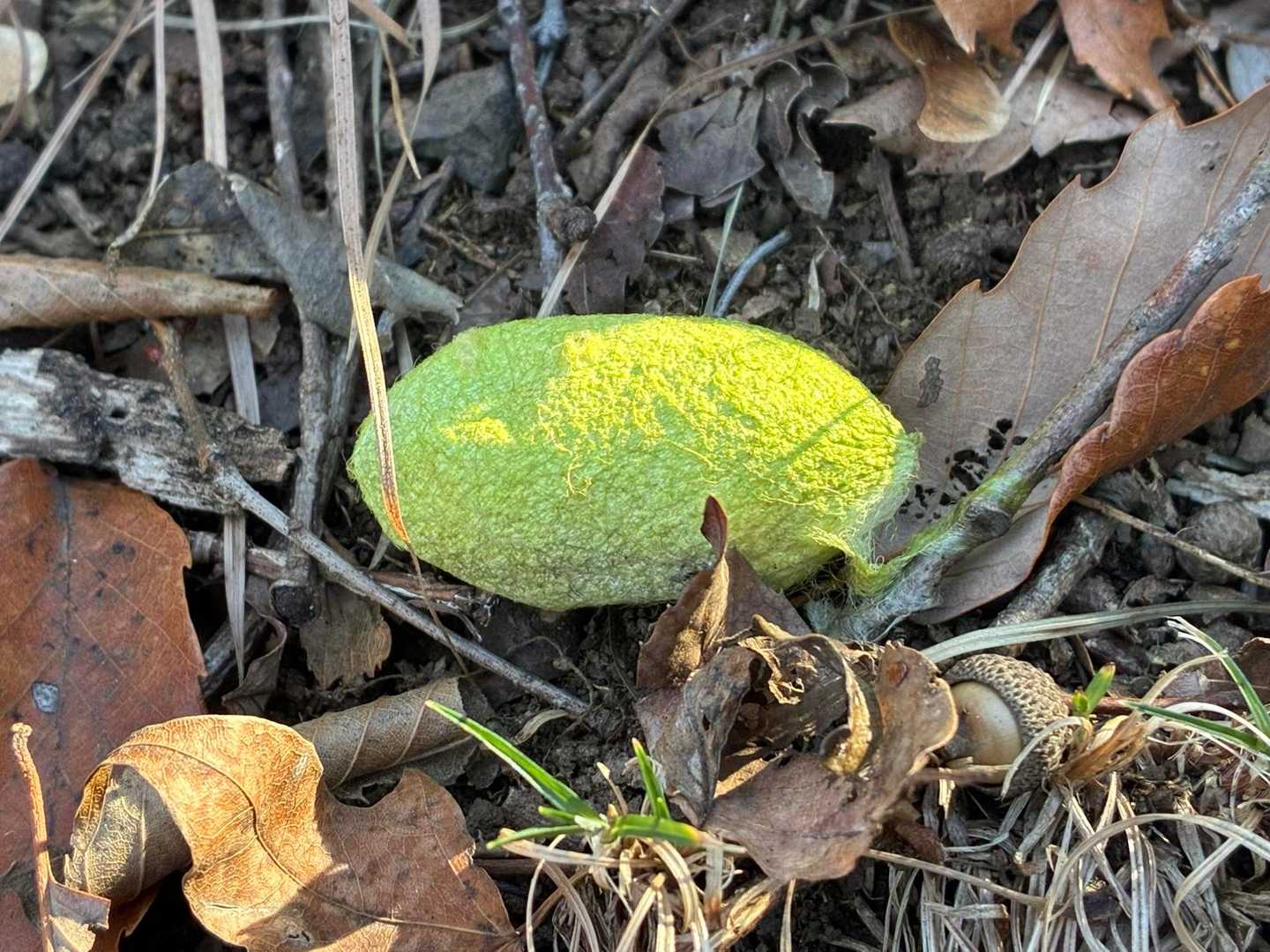 ヤママユの繭✨
これは脱け殻じゃなくて中に蛹が入っていた