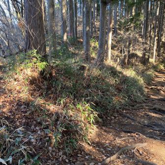 山頂標識ある場所を通りすぎてしまったので、左にある踏み跡を辿って戻りました。手前にどこか登る場所があったんだろうなあ。