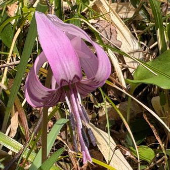 そろそろ帰りましょうか〜
閉園間近でもどんどん見学の方が見に来られてました。