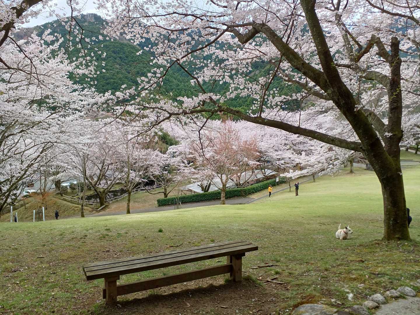 松坂森林公園のサクラ満開