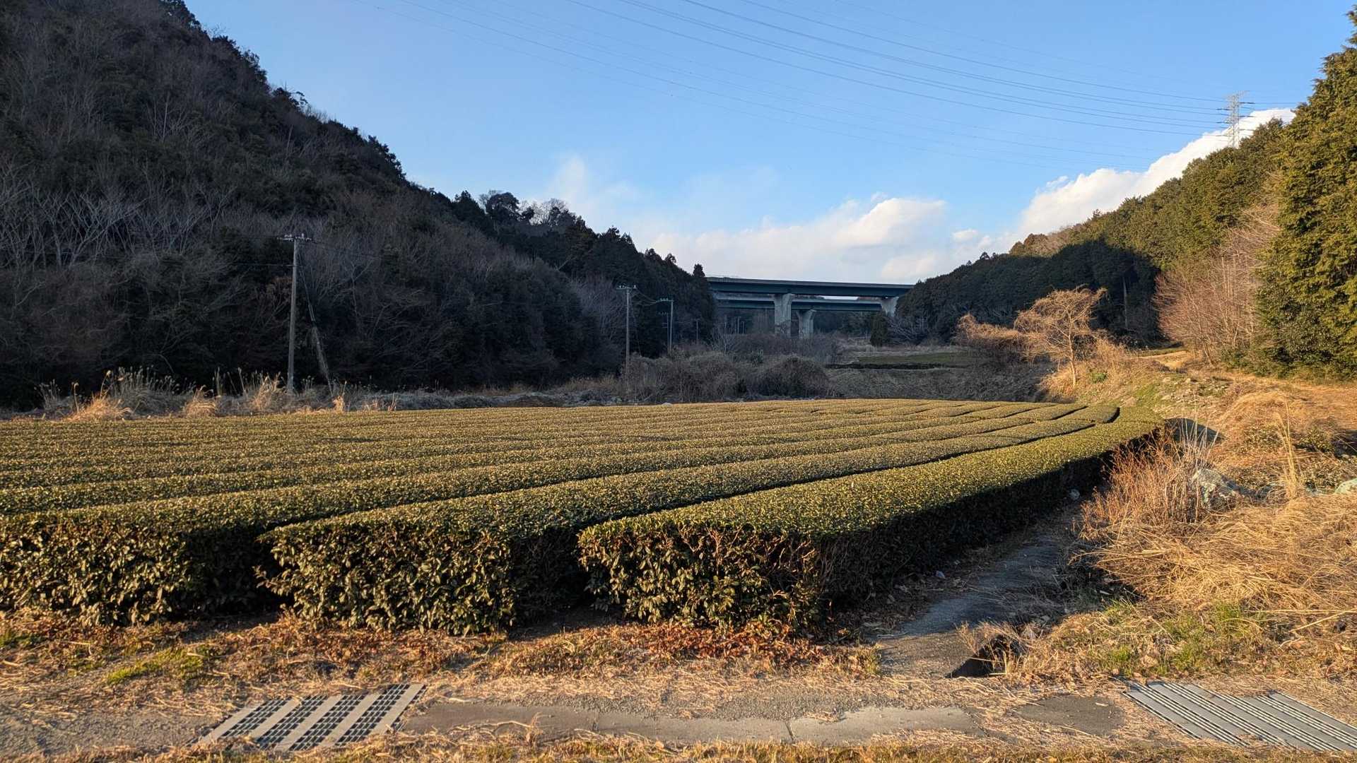 里山歩き。茶畑