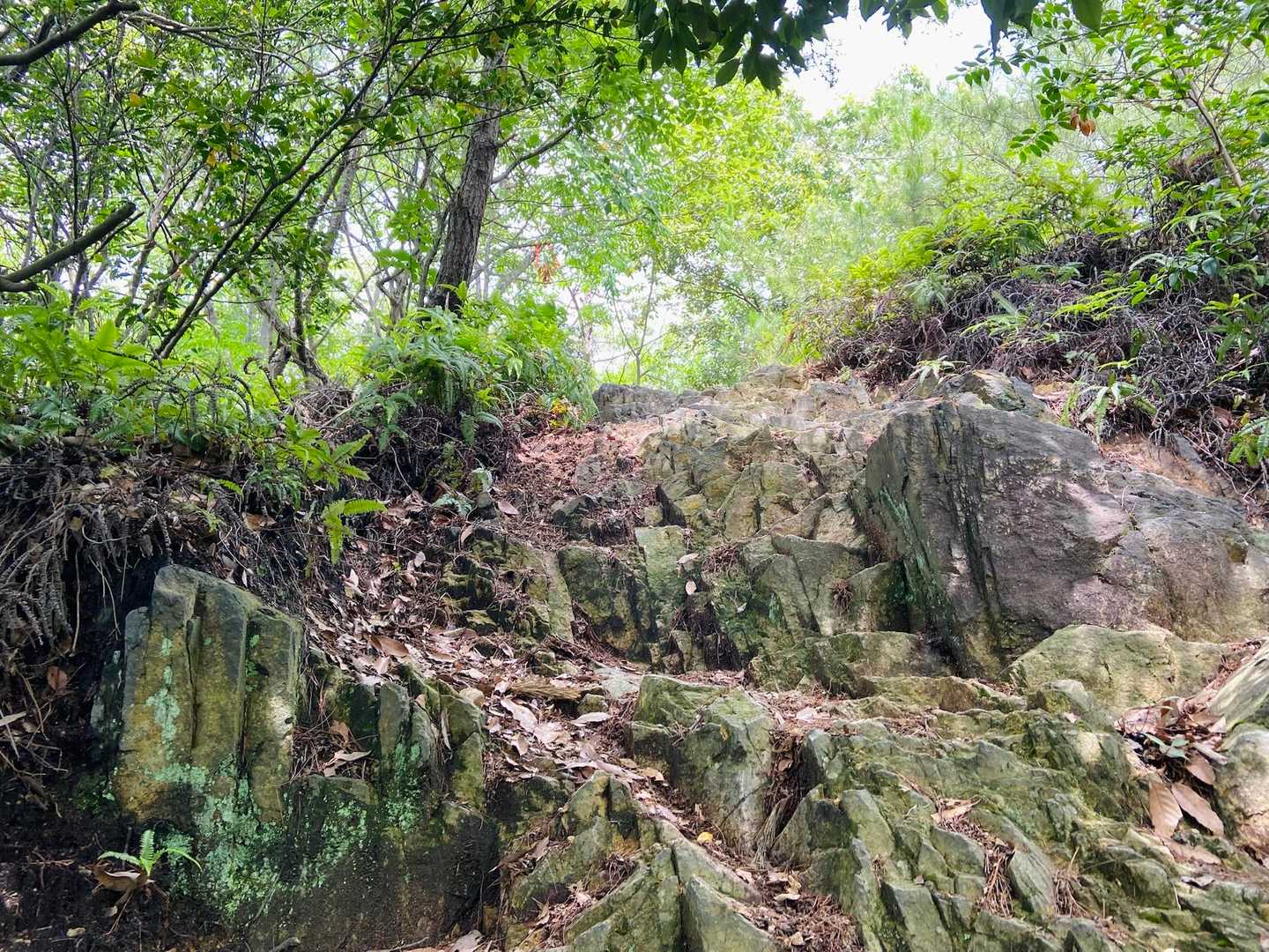 尾長山-牛田山 往復コースの写真