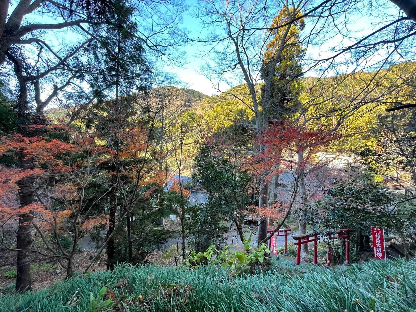 紅葉してました🍁