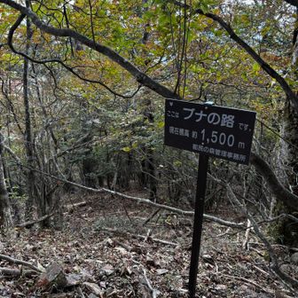 ブナの路　1,500m
都民の森🌳ってスゴイね