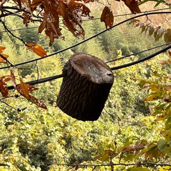 電線に貫かれ空飛ぶ切り株