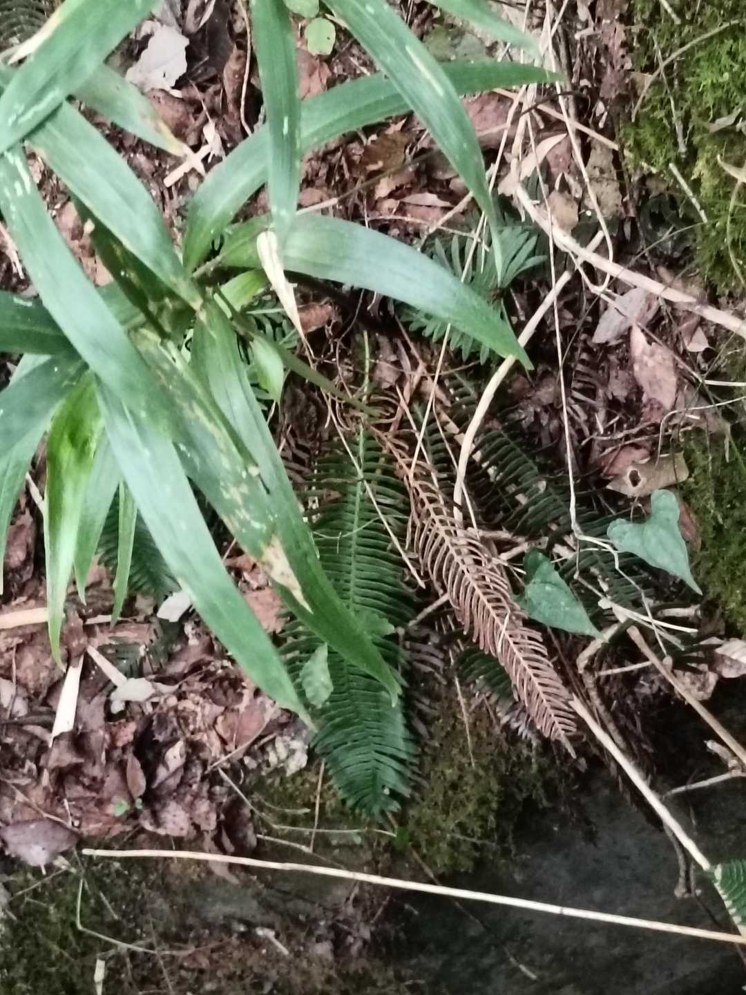 ササユリの葉っぱ確認。
来年も綺麗に咲いてね、楽しみにしてるからね🥰