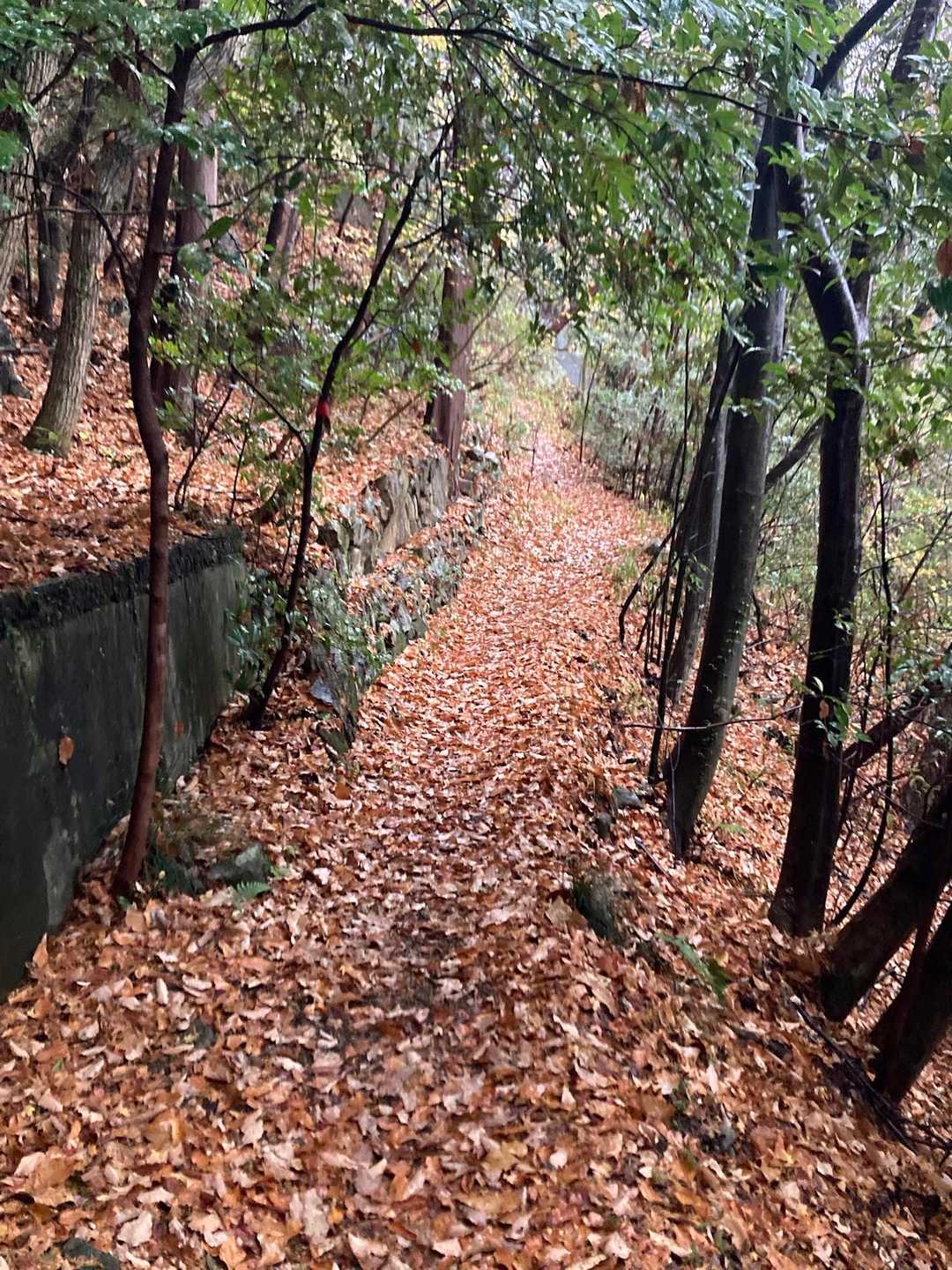 落ち葉🍂踏み踏み、太郎坊山⛰️山頂へ🚶‍♂️‍➡️🚶‍➡️