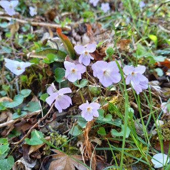毎度お馴染みタチツボスミレ