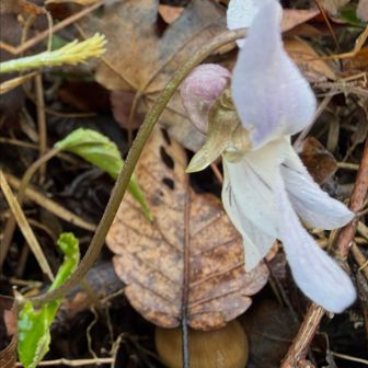 ナガバノスミレサイシン（長葉の菫細辛)
               スミレ科スミレ属

  花の色は薄い紫色、白色です。
　別種ですが、近い仲間の菫に鮮やかな赤色の曙スミレがあります。