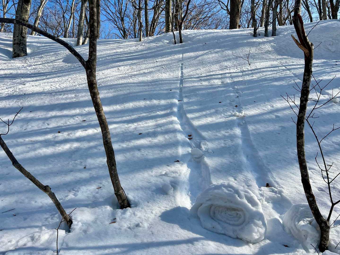 見て見て！
シダーローズみたい〜♪