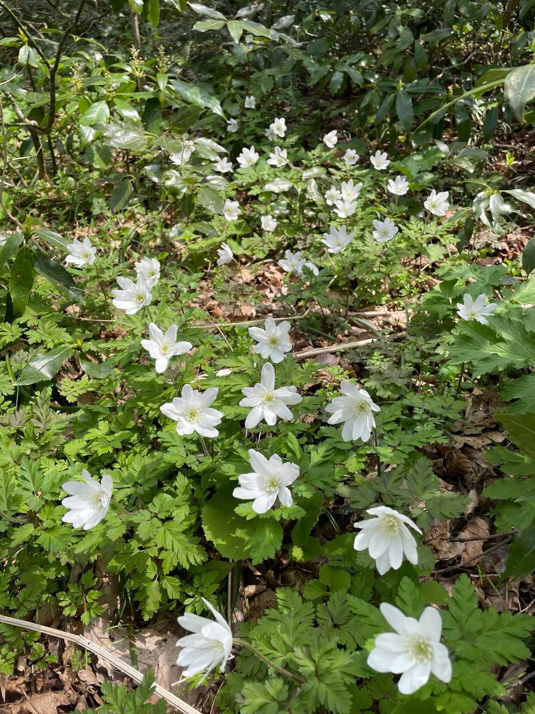 イチゲ畑朝より元気