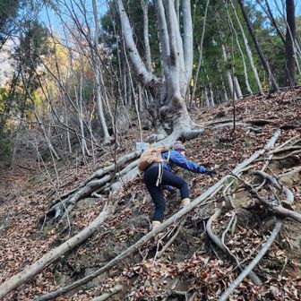 いきなりの激急登！
