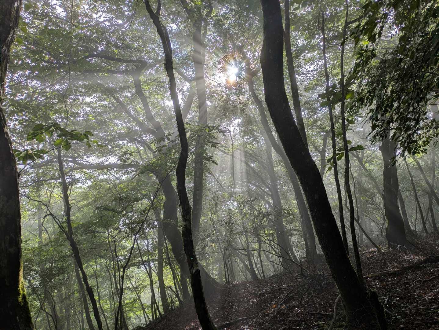 なんだか幻想的✨
今回の見所はこの写真のみ🤣