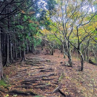 千町峠登山口から段ヶ峰をめざす
落ち葉の路