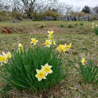 綺麗なんですが年配の女性が持ち帰って欲しいました😞