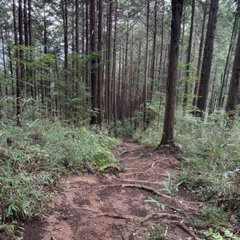 この道はトレランの方がたくさんいました。何往復もしている方もいてその体力に驚きます🏃‍♀️‍➡️🏃‍➡️