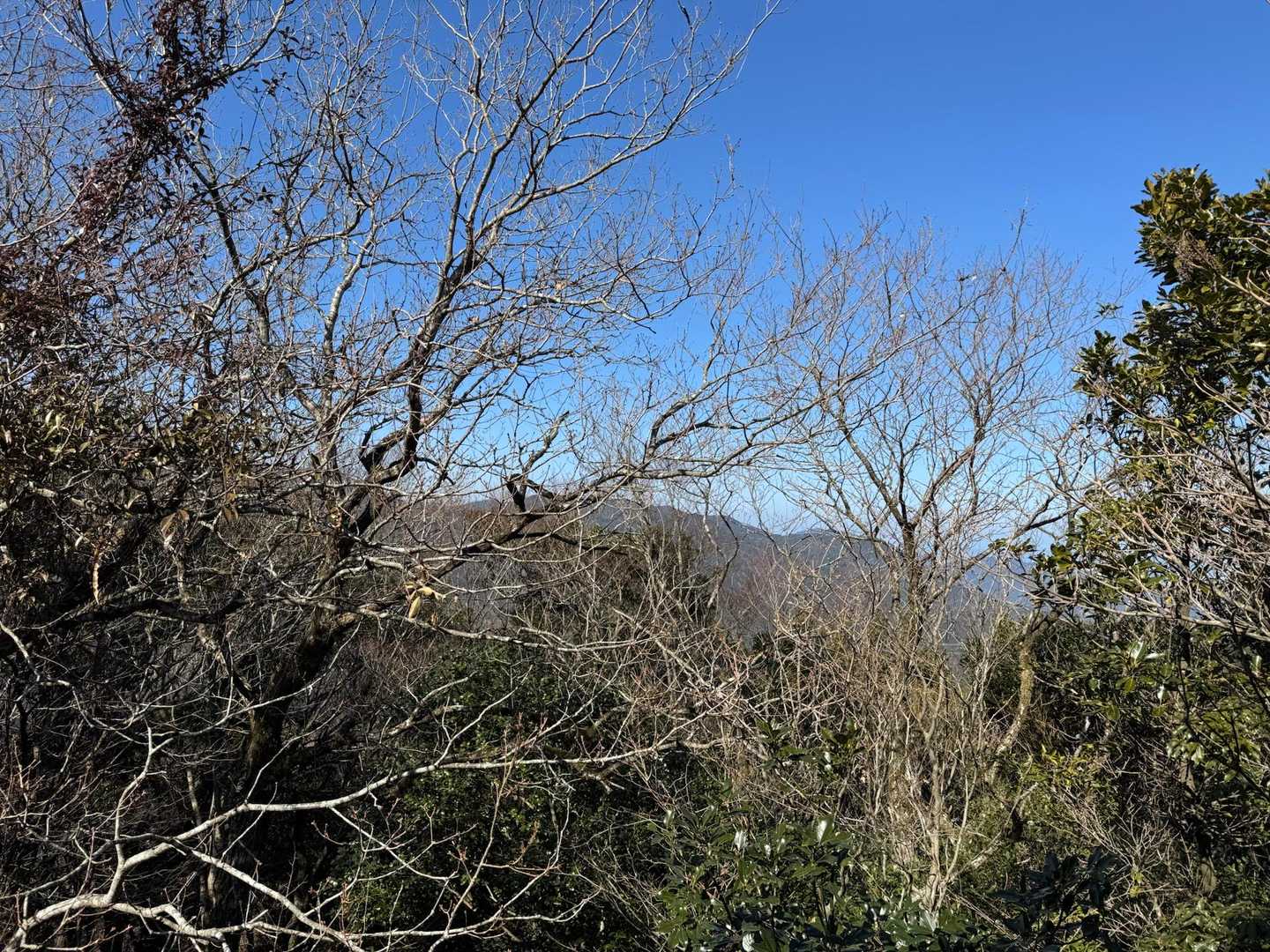 展望台からの眺望
出来た当初は眺望あったんでしょうね！