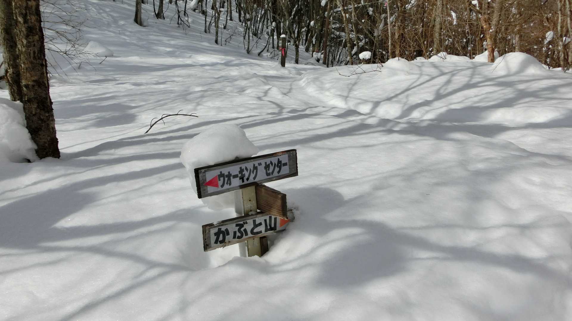 こういう道標を頼りに進みます！YAMAP見ないで進んでるからたまに間違える💦