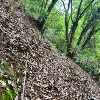 この辺りは足元気をつけないと滑りそう
城山がものすごく歩きやすい登山道だっただけに、山っぽい道に少しわくわく
